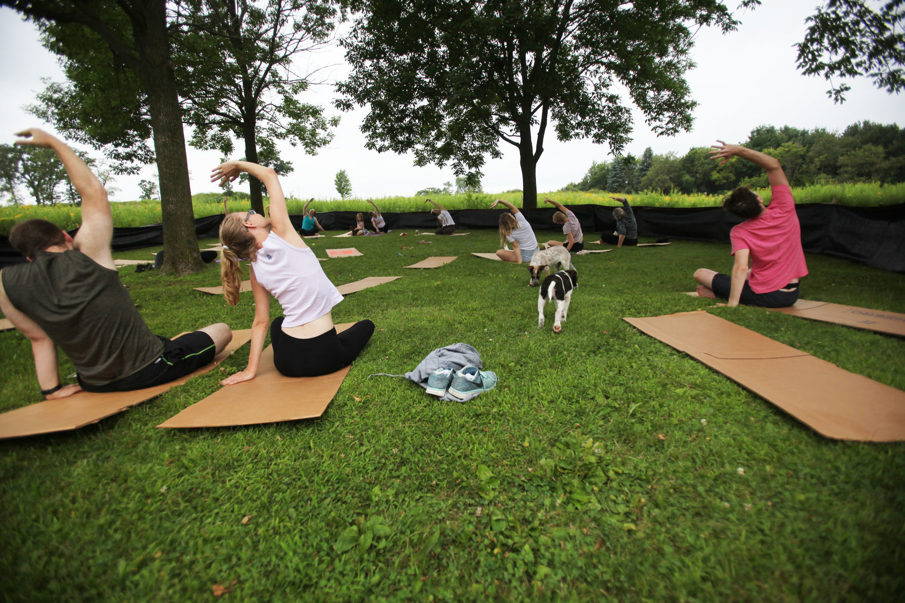 Puppy yoga 2